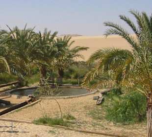 Siwa in der Nähe eine Quelle
