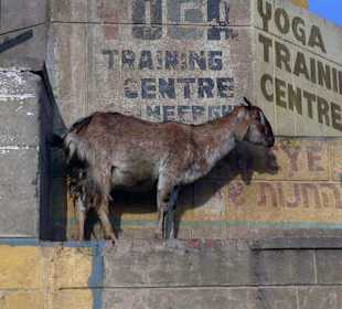 Zagubiona w Ghacie koza