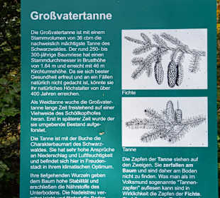 Großvatertanne