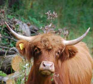 Schottisches Hochlandrind
