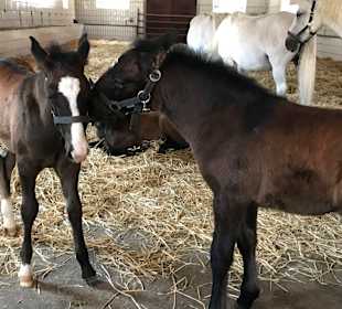 Lippizanergestüt Piber