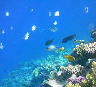 Intaktes Hausriff - bunte Unterwasserwelt