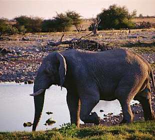 ein Elefant