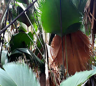 Nationalpark Valleé de Mai