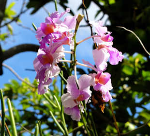 Orchideen im Garten der Plantage
