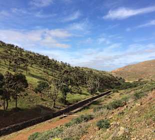 Tatsächlich wald in fuerte 