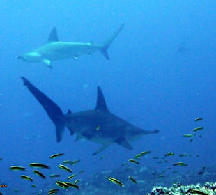 Hammerhaie