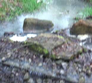 Gomaringer Rundweg - Zu den Giganten im Wald