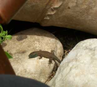 Salamander im Lemon Garten