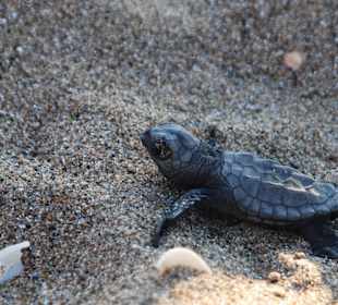 Nowo narodzony żółwik Caretta-Caretta