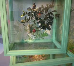 Museum Natur und Mensch