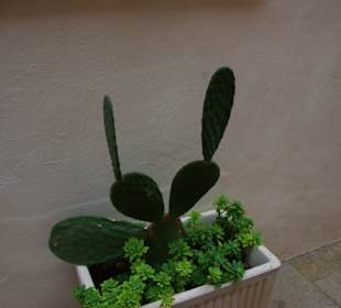 Stachelig