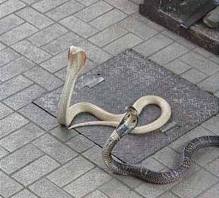 Tödliche Schönheiten