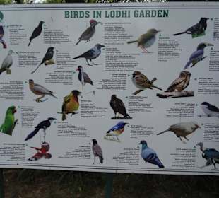 Viele Vögel leben im Lodi Garden