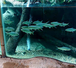 Singapur Zoo