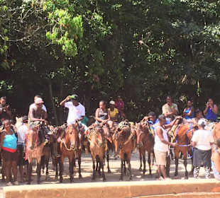 Die Pferde brachten einen zum Wasserfall El Limon 