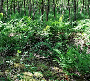 Wanderung durch das Tarmstedter Moor