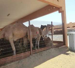 Kamelmarkt in Al Ain