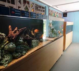 Blick auf die Becken des Aquariums