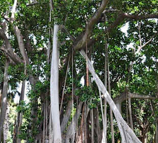 Jardín de Aclimatación de La Orotava