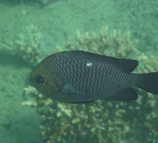 Рыбки через маску