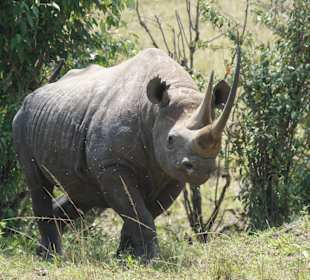 Volle Deckung der hat Wut