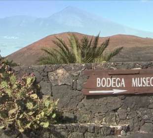 Bodega + Museum El Grifo