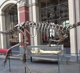 Museum für Naturkunde