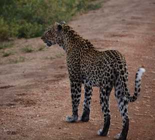 Ein Leopard kreuzt unseren Weg