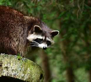 Glückliche Tiere im Paradies Wildpark Ferleiten.  