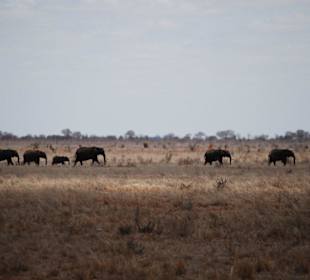 Elefantenherde vom Wasserloch