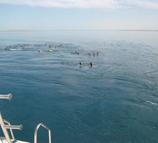 Absprung um die delfine noch einzuholen