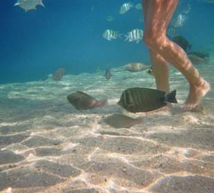 Die Fischwelt am Strand