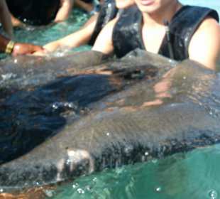 Streicheln der Rochen