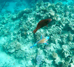 Schnorcheln Marsa Alam