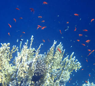 Schnorcheln Marsa Alam