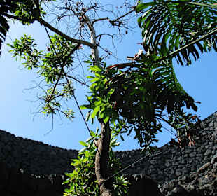 Fundation Cesar Manrique