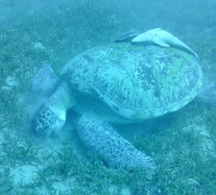 Beim tauchen am Hausriff