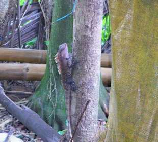 Sotting an Iguana on a Kerala Backwater cruise