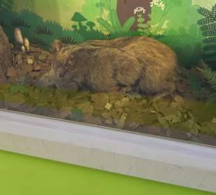 Museum Natur und Mensch