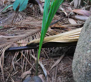 Hier wächst eine neue Coco de Mer aus dem Samen
