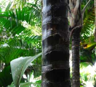Herunterlaufendes Wasser am Palmenstamm