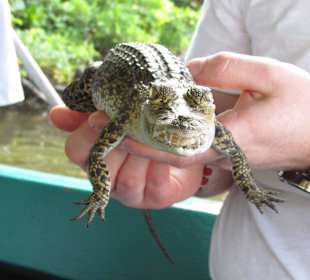 Leistenkrokodil zum anfassen