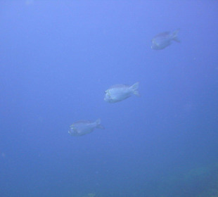 Tauchgebiet Poseidon Garden