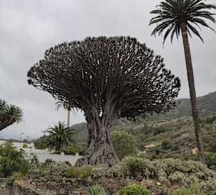 Parque del Drago
