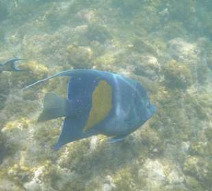 Arabischer Kaiserfisch