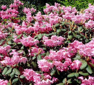 Spaziergang durch den Rhododendronpark Westerstede