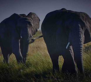 Knynsa Elephant Park