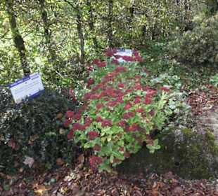 Kneipp`scher Sinnesgarten