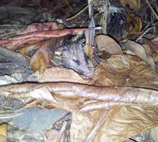 Ausflug mit Mario von Edelweiss Tours